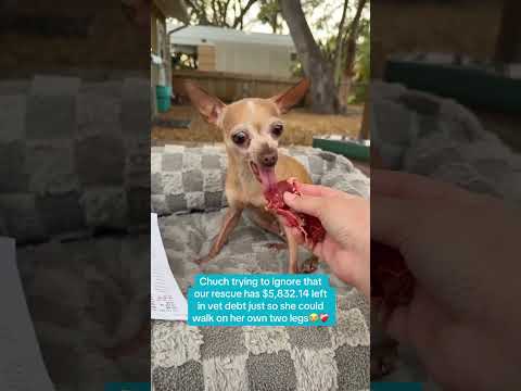 Can you help our rescue dogs⁉️🥺Link in our bio🫶 #amazon #rescuedog #chihuahua #shelter #florida