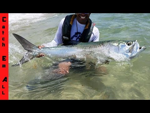 MASSIVE TARPON BEACHED while Kayak Fishing!