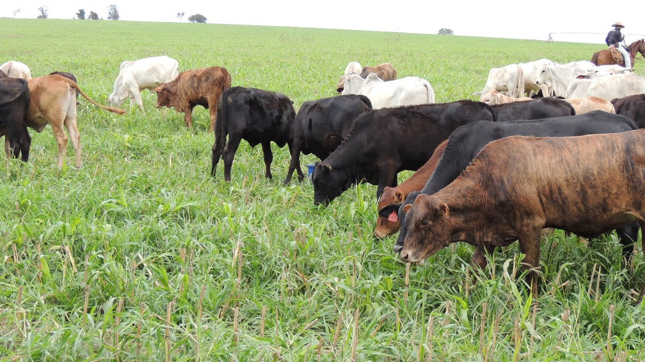 Faz. da Mata - 500 cab. em 50/ha - produz 40@/ha