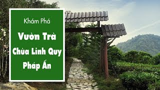 Khám Phá Vườn Trà - Nguyên Liệu Để Làm Chè Khô