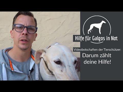 Hilfe für Galgos in Not 2020: Bewegende Videobotschaften der Tierschützer