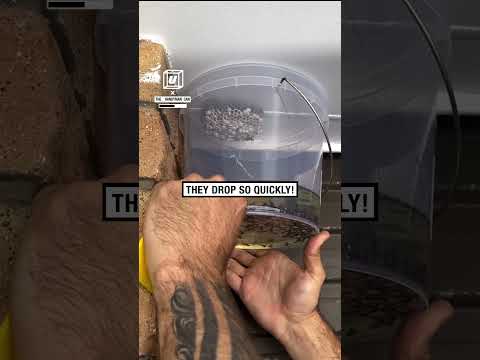 How to remove a wasp's nest 😲🐝          🎥: Instagram / the__handyman_can