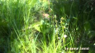 preview picture of video 'A la recherche des orchidées sauvage #2  ~La Pause Cantal ~'