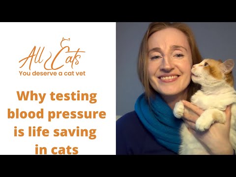 Why testing blood pressure is life saving in cats