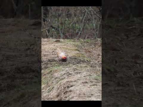 ナトリックス・マウラ