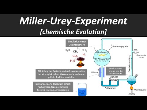 Miller-Urey Experiment [Hypothese zur Entstehung des Lebens, chemische Evolution] - Biologie