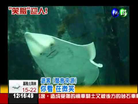 "肚皮"似人臉 "吉他魚"會微笑!