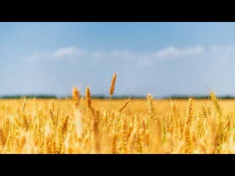 Live: World Food Day – A golden autumn harvest across China