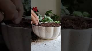 care tips for fittonia plant