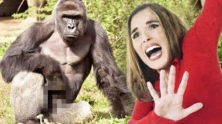 HARAMBE REVEALED - Intensive Exposure Gameplay