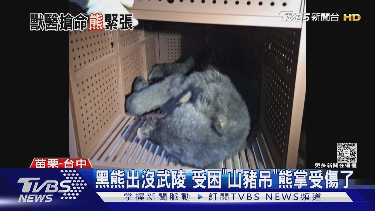熊若回頭不是挨餓就是哀求 受困武陵「山豬吊」熊掌受傷