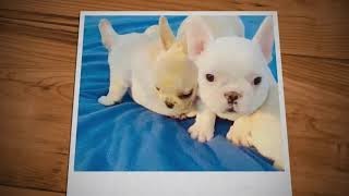 Video preview image #8 French Bulldog Puppy For Sale in FREMONT, CA, USA