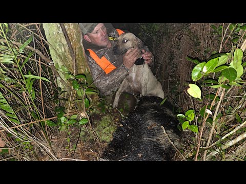 Giant Boar Attacked My Dogs! {Catch Clean Cook} The Sanctuary