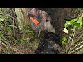 Giant Boar Attacked My Dogs Catch Clean Cook The Sanctuary