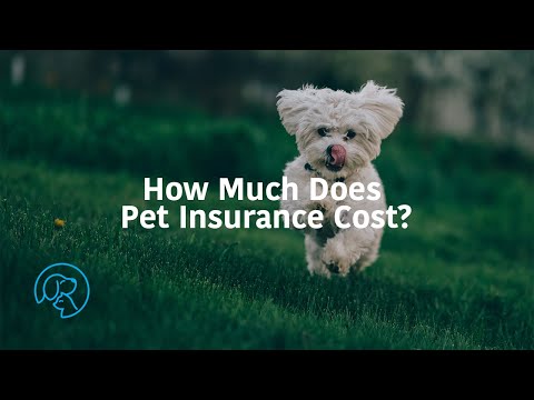 How Much Does Pet Insurance Cost?