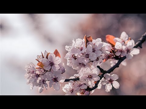 Barzek & Jethimself - Drifting Out [Silk Music]