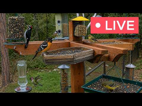 Live webcam view of High-Desert Bird Feeder Cam