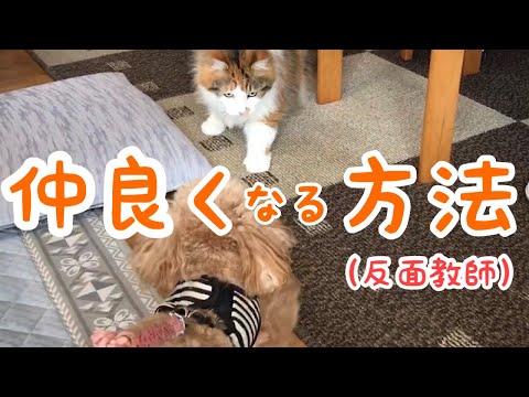 猫を犬に慣れさせる方法