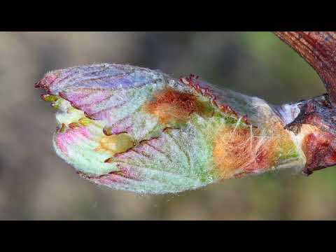 BONJOUR ! ( Le bourgeon ) - Paul Géraldy - Musique : Agathe MD