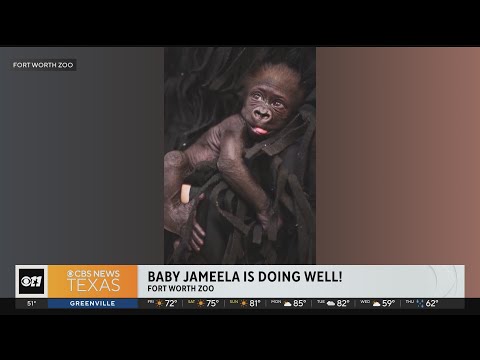 Update on baby gorilla Jameela
