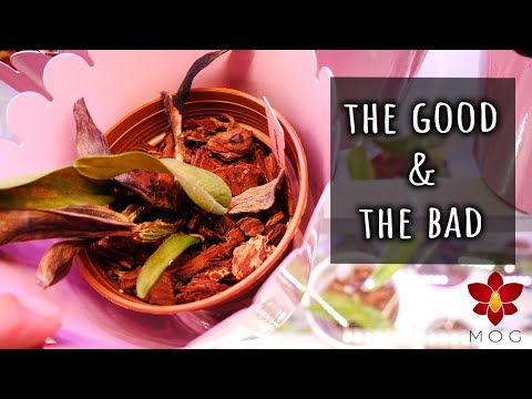 Cattleya Orchid seedlings Update - Not all is good 😞