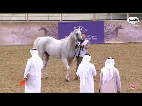 N 89 FAJR AL ADEED   2nd Qatar Arabian Breeders Cup   Mares 4 6 Years Old Class 7