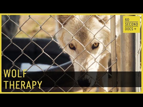 Wolf Therapy | Wolves & Warriors // 60 Second Docs+