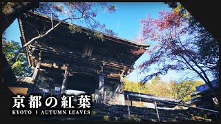 京都右京区の色鮮やかに錦秋魅せる神社仏閣 神護寺 l Autumn Leaves at Jingo-ji Temple in Kyoto【Kyoto Ukyo】