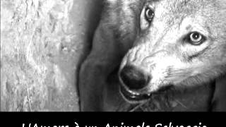 Amour Rammstein traduzione in Italiano