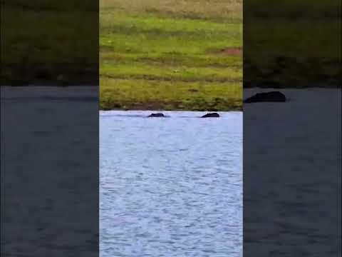 Capivaras no rio Corrente (Serranópolis GO) #pesca #capivara
