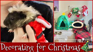 decorating guinea pig enclosure for christmas! 🎄