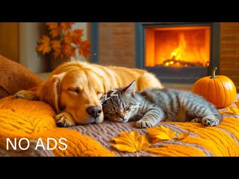 24 HORAS de Terapia del Sueño para Perros y Gatos 🐶🐱 Sueño, Sanación #dogmusic #catmusic