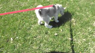 12 week old husky puppy walk time!