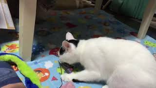 なかなか仲良くなれない、、今日の、らにとぽんず。2018. 11.20 today's my kitty