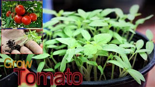 Smart Way To Sprout Tomato From  Fresh Tomato  Seeds