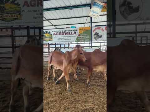 Lote46: 3 ml de 208 kg prom de Cubarral meta