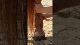 TOPVET Kaštanový gel 500ml