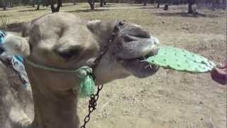Camel eating cactus