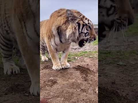 the tiger roaring 🐯