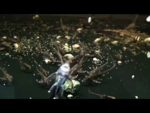 Sturisoma festivum, 3 monate alt