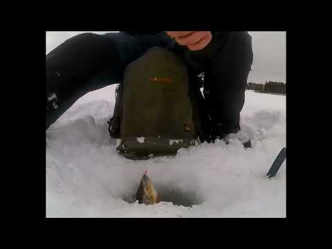 Ahvenen morriongintaa tammikuussa 2023