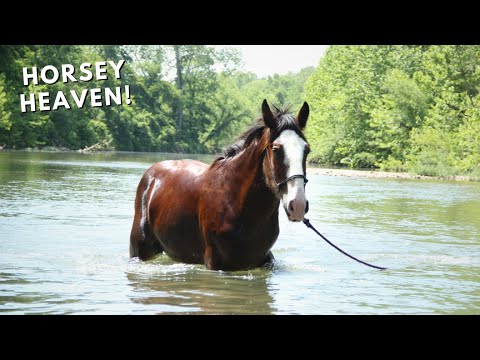 Rescued Clydesdale Horse GOES SWIMMING!