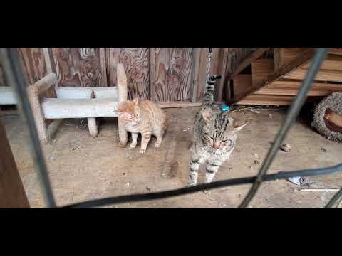 Bobcat f2 hybrid  cats one love exotic cannabis strains