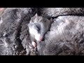 Acacia Rat Cuddles And Chatting With My Subs