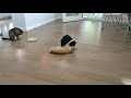 An Orange Tabby Cat Likes To Play With A Tuxedo Cat