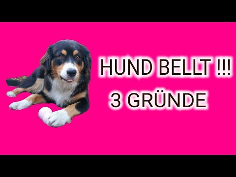 Deshalb bellt DEIN Hund ‼️ Bellen als Form der Kommunikation 🐶👍 3 gute Gründe ‼️