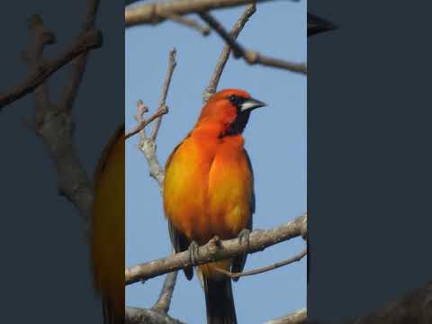 Walking from various resorts of Nuevo Vallarta to BUCERIAS #mexico #beach #puertovallarta #mexican