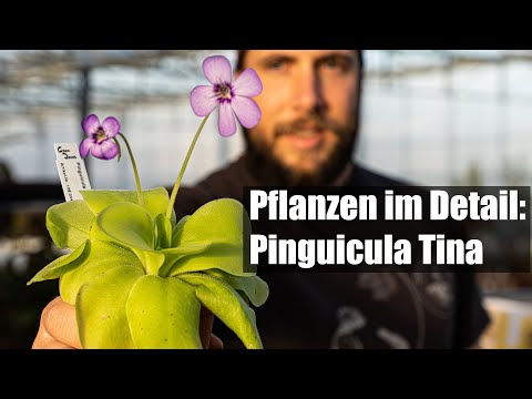 #121 Butterwort: Beginner's plant and practical fruit fly catcher