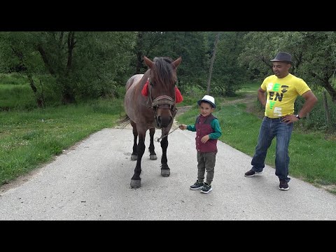 Caii lui Claudiu de la Bogdana, Salaj - 2024 Nou!!!