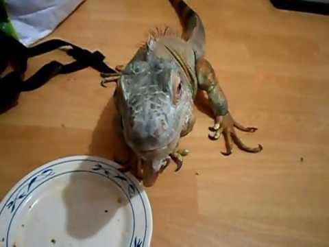 Kanna sucks at eating